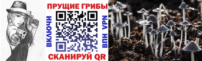 сколько стоит  Сердобск  Псилоцибиновые грибы Magic Shrooms 